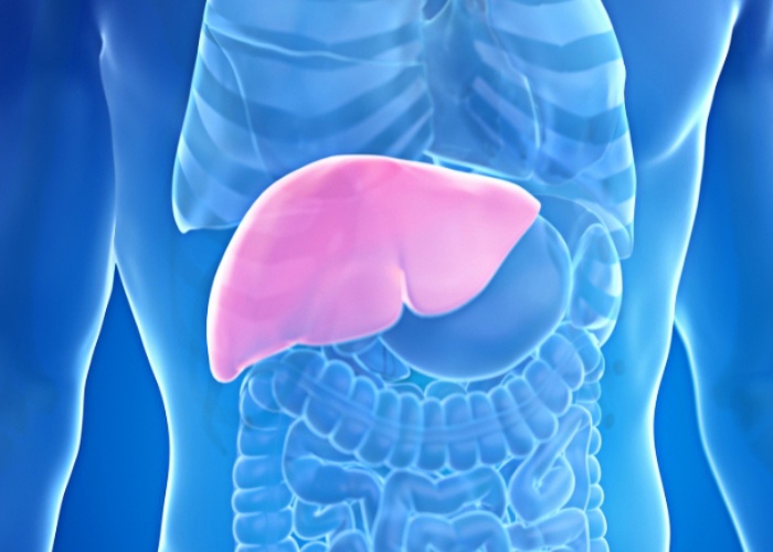 liver