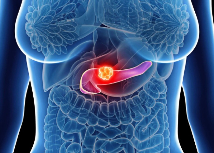 pancreas